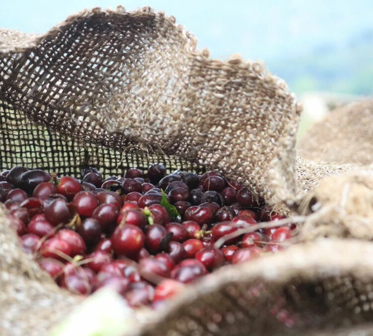 4x250g Café En Grain Bio Finca Oasis - Cafés Lugat – Image 4