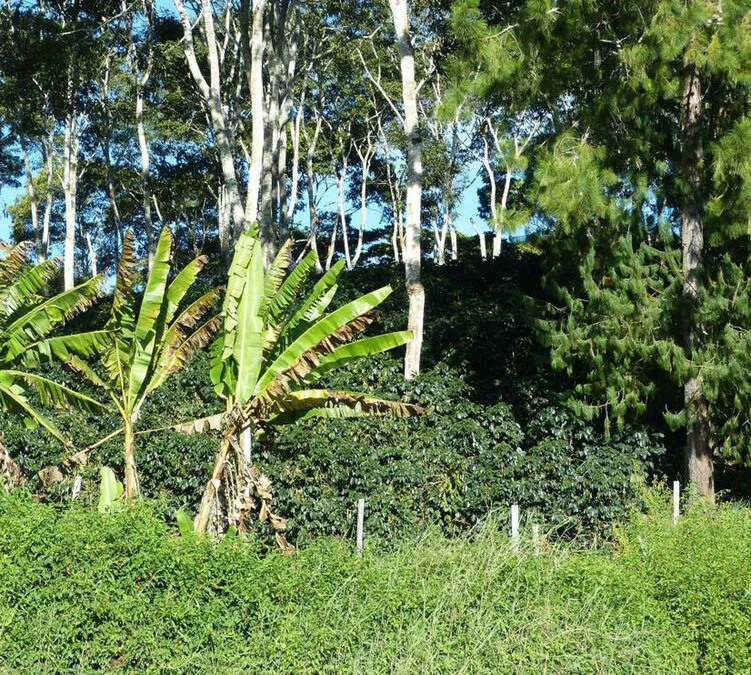 250 G- Café En Grain Coopchebi - LE PIANTAGIONI DEL CAFFE – Image 4