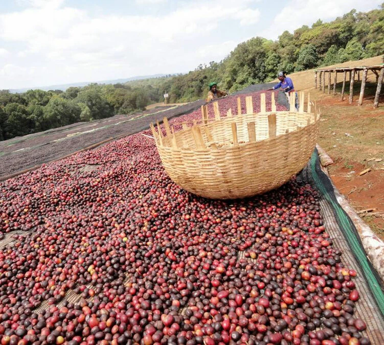 250 G- Café En Grain Dambi Uddo - LE PIANTAGIONI DEL CAFFE – Image 5