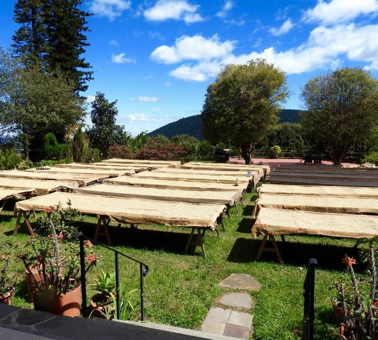 250 G- Café En Grain La Cumbre - LE PIANTAGIONI DEL CAFFE – Image 4