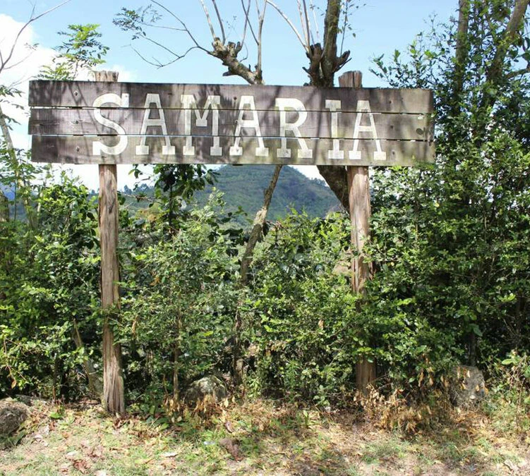 250 G- Café En Grain Samaria - LE PIANTAGIONI DEL CAFFE – Image 4