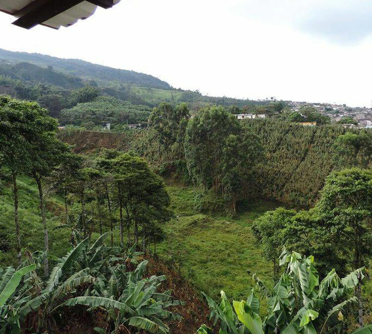 250 G- Café En Grain Samaria - LE PIANTAGIONI DEL CAFFE – Image 6