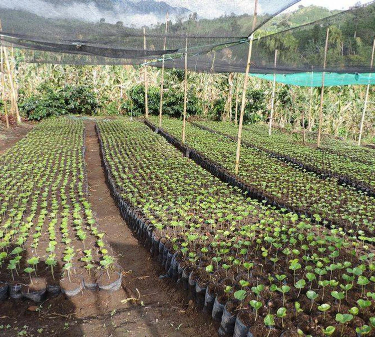 250 G- Café En Grain Samaria - LE PIANTAGIONI DEL CAFFE – Image 5