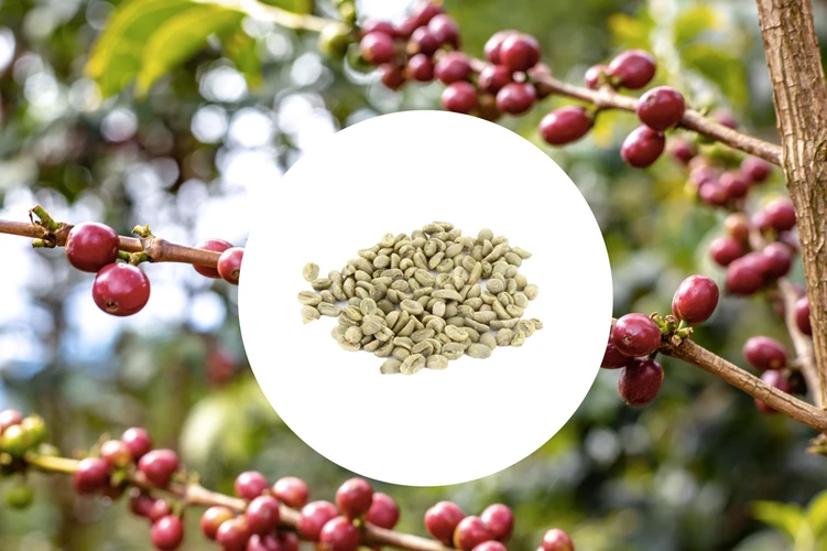 1 Kg - Café Vert - Région Sidama - Ethiopie - Lavé